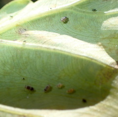 Tarophagus colocasiae