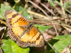 Junonia sophia sophia