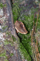 Lactarius hepaticus