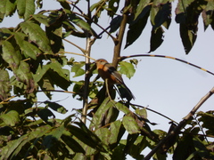 Microspingus erythrophrys