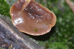 Lactarius hepaticus