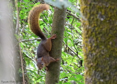 Sciurus ignitus