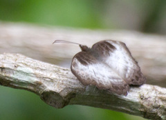 Ariadne enotrea enotrea