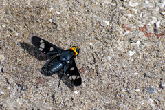 Hyperalonia morio morio