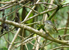 Mecocerculus hellmayri