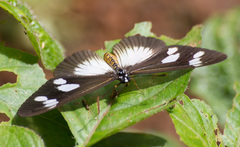 Acraea lycoa