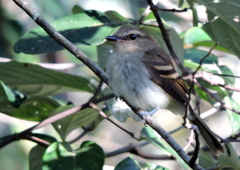 Cnemotriccus fuscatus