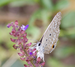 Euchrysops