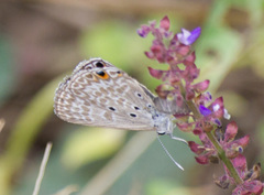 Euchrysops