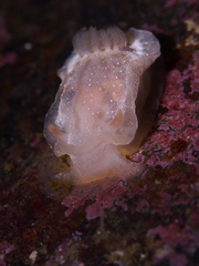 Goniodoris nodosa