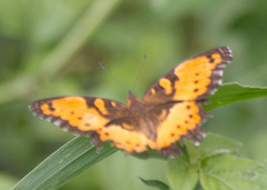 Precis octavia octavia