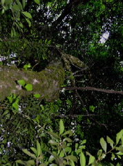 Plinia rivularis