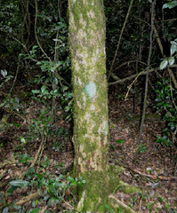 Plinia rivularis