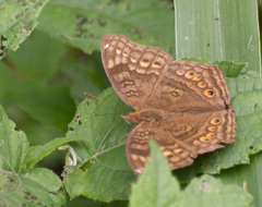 Junonia chorimene
