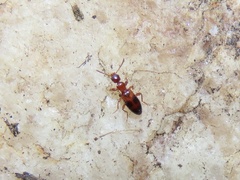 Vacusus vicinus