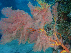 Melithaea