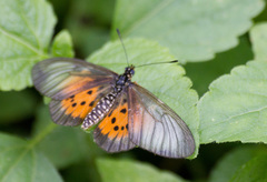 Acraea orestia