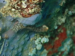 Ecsenius yaeyamaensis