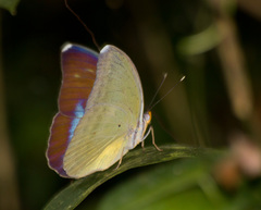 Euphaedra harpalyce harpalyce