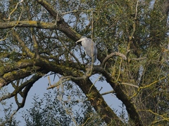 Ardea cinerea