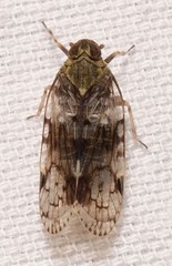 Melanoliarus placitus