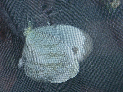Leptosia