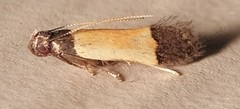 Anacampsis coverdalella