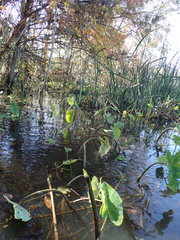 Tarophagus colocasiae