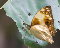 Harma theobene theobene