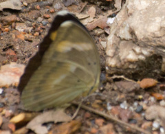 Euphaedra medon medon