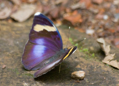 Euphaedra medon medon