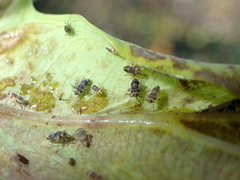 Tarophagus colocasiae