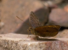 Euriphene