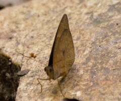 Euriphene