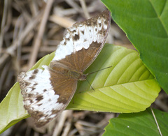 Harma theobene theobene