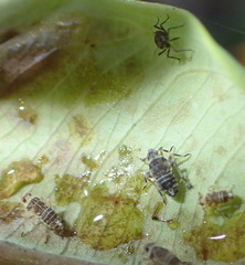 Tarophagus colocasiae