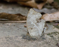 Harma theobene theobene