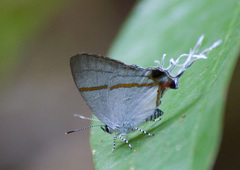 Hypolycaena