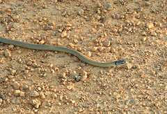 Elapognathus coronatus