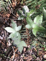 Liquidambar styraciflua image