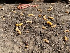 Megacyllene antennata