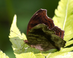 Junonia stygia