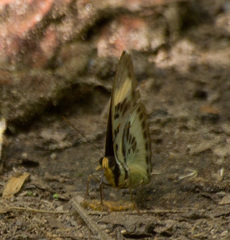 Euphaedra ceres ceres