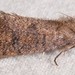 Acrolophus propinqua - Photo (c) Rose A. Payne, algunos derechos reservados (CC BY-NC), subido por Rose A. Payne