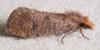 Walsingham's Grass Tubeworm Moth - Photo (c) Rose A. Payne, some rights reserved (CC BY-NC), uploaded by Rose A. Payne