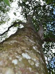Prunus subcoriacea