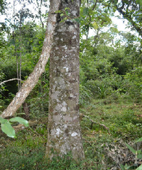 Prunus subcoriacea
