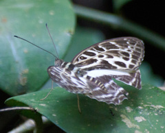 Catuna