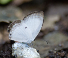 Oboronia punctatus