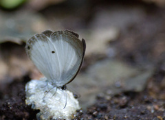 Oboronia punctatus